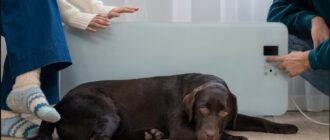 Как эффективно и безопасно восстановить суставы у вашей собаки - практические рекомендации и советы